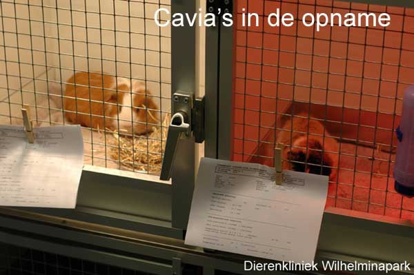 Een cavia in onze opname